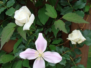 f0170524_1324517.jpg