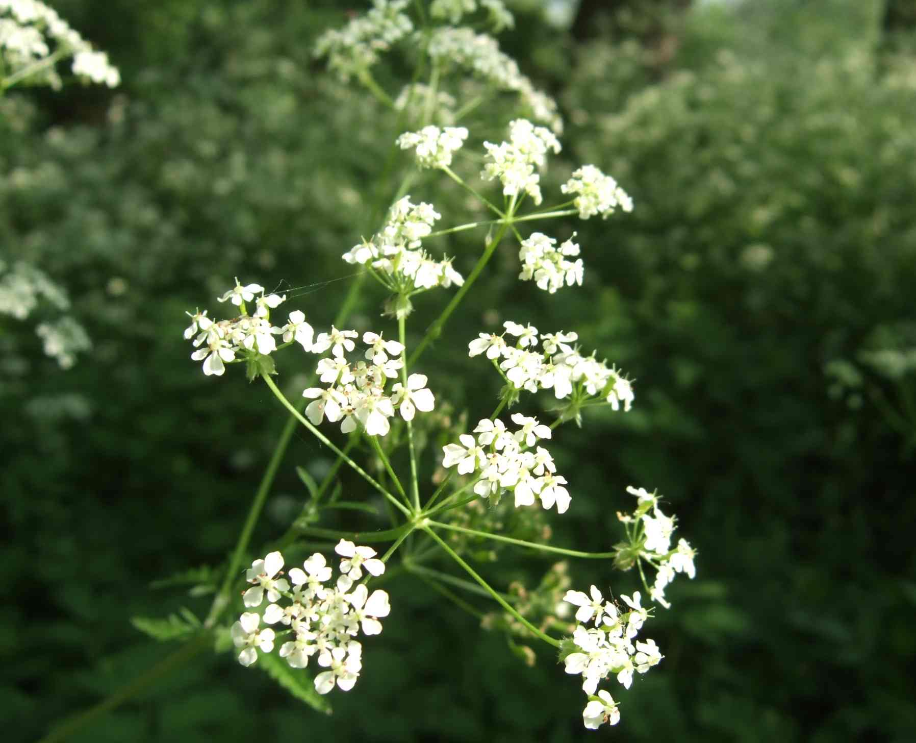 c0120526_2365431.jpg