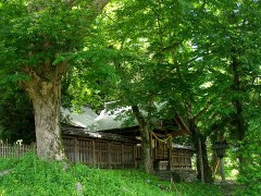 諏訪大社上社前宮　巨木の杜と古代ロマンを訪ねて_d0102327_1363496.jpg