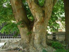 諏訪大社上社前宮　巨木の杜と古代ロマンを訪ねて_d0102327_1365077.jpg