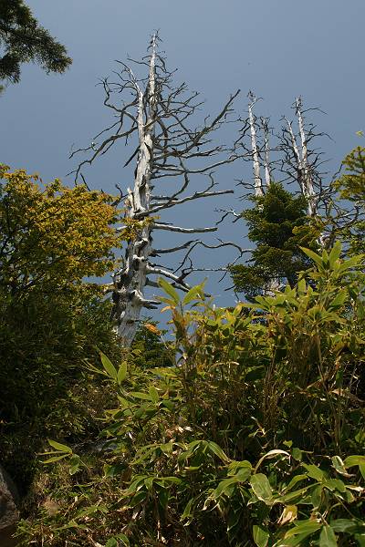 福島県南会津郡南会津町館岩　尾瀬国立公園 田代山の風景　_d0106628_551369.jpg