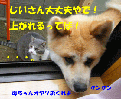 犬猫４コマ＋α　～無念じゃぁぁぁぁ｡･ﾟ･(ﾉД`)･ﾟ･｡～_f0008935_17592389.gif