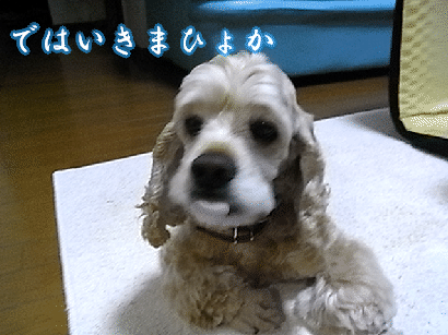 睡眠バトンにチャレンジしました_b0140342_20142688.gif