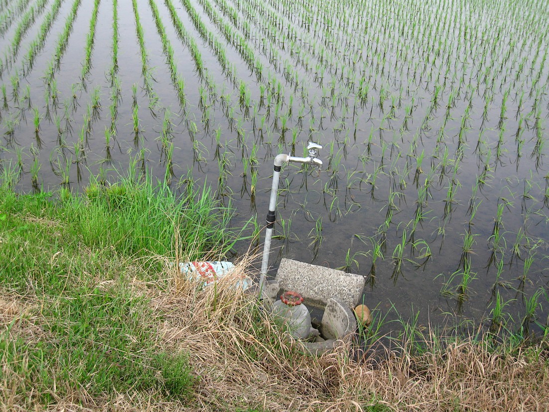 野田稲荷とビニール沼_d0001843_084533.jpg