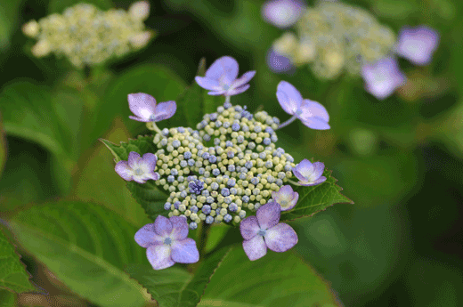 c0093046_6522937.gif