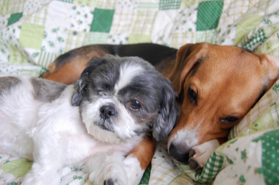 腕枕 仲良し2ワン ビーグル犬ココとシーズー犬ちろ ヨーキーのきぃ 腕枕 仲良し2ワン ビーグル犬ココとシーズー犬ちろ ヨーキーのきぃ