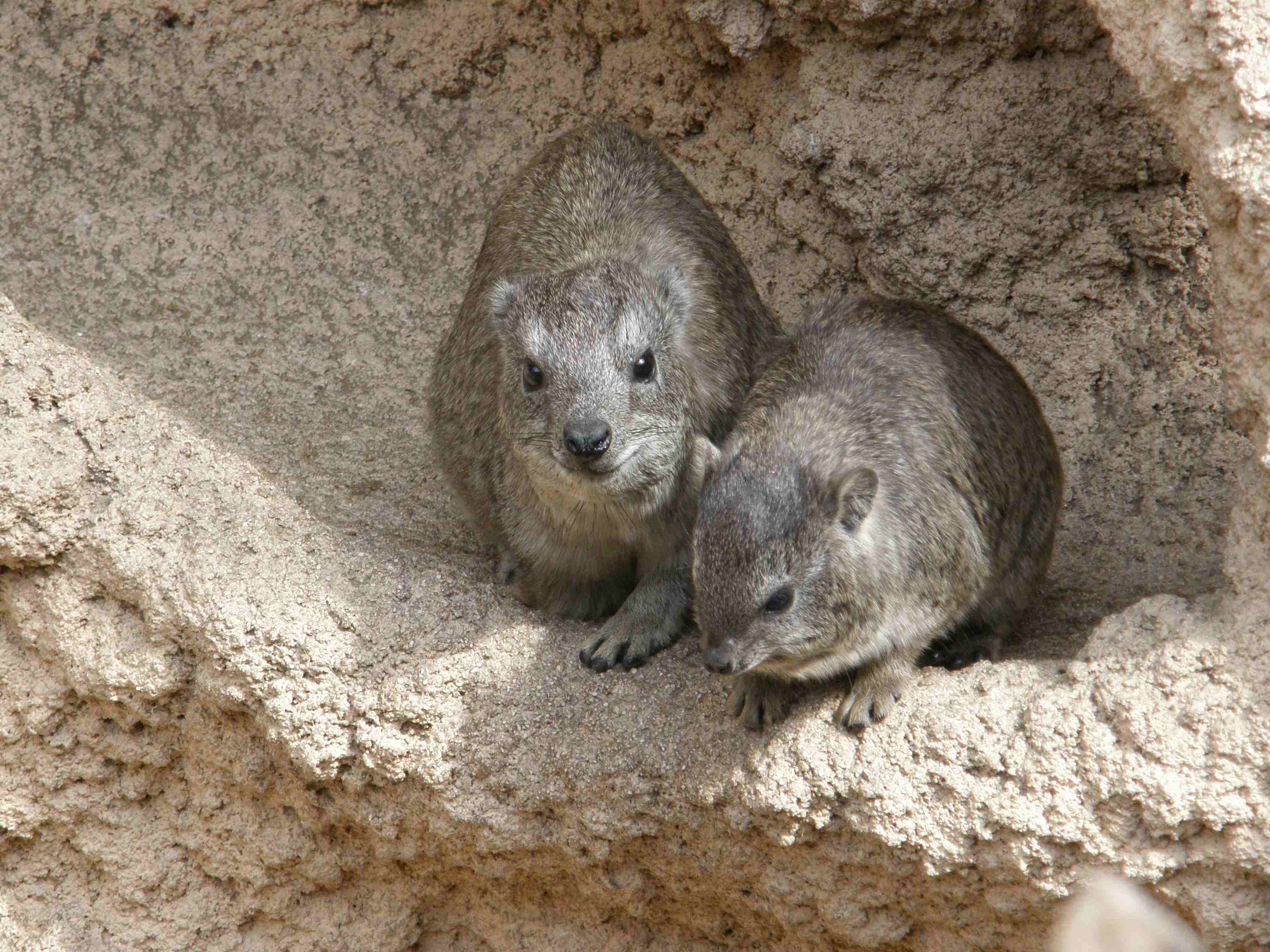 かわいいハイラックス 可愛い動物たち