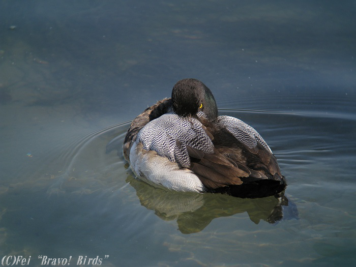 スズガモ　　Greater Scaup/ Aythya marila_b0069564_22145836.jpg