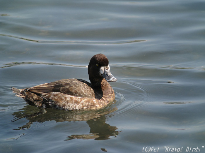 スズガモ　　Greater Scaup/ Aythya marila_b0069564_2216827.jpg