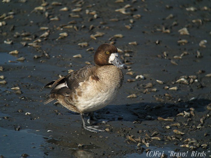 スズガモ　　Greater Scaup/ Aythya marila_b0069564_2217724.jpg