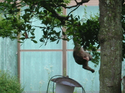 d0094868_10495817.gif