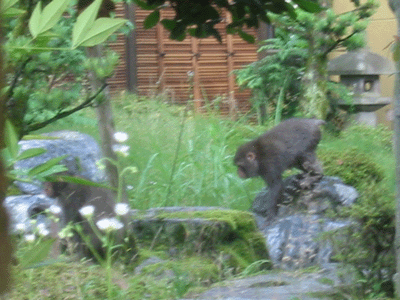 d0094868_15381264.gif