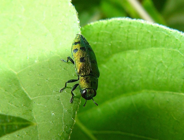 金色の玉虫、見～つけた！・・・「マスダクロホシタマムシ」_d0019074_19412071.jpg