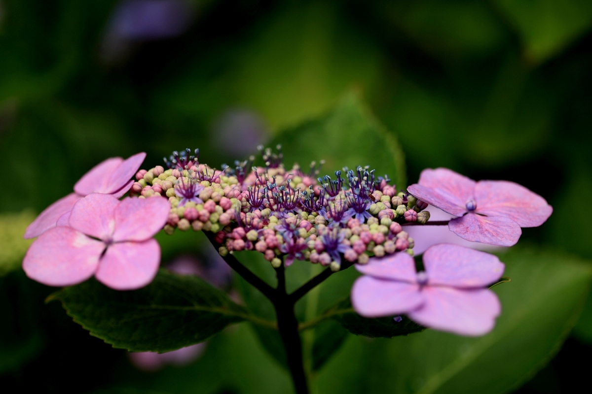 紫陽花の花・・ｐａｒｔ２_e0143590_20332956.jpg