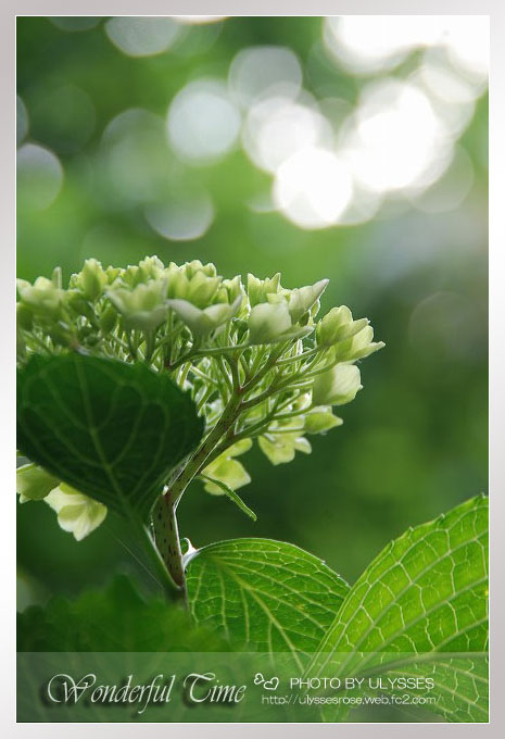 Fairy Hydrangea　2008_a0108795_22581684.jpg