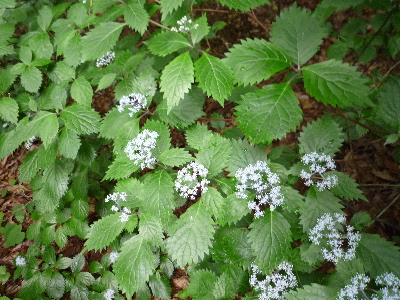 増富でみつけた「コアジサイ」の花_c0018195_23265548.jpg