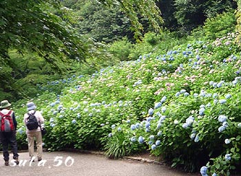 あじさい(神戸市立森林植物園にて)_b0066704_20211119.jpg