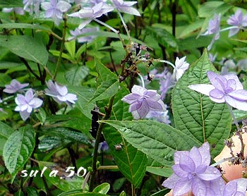 あじさい(神戸市立森林植物園にて)_b0066704_2022558.jpg