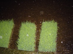 c0052304_23145415.jpg