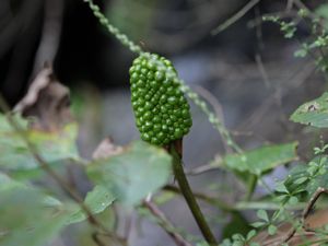 ユキモチソウ（雪餅草）_e0134713_16127.jpg