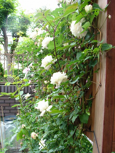 f0170524_1853998.jpg