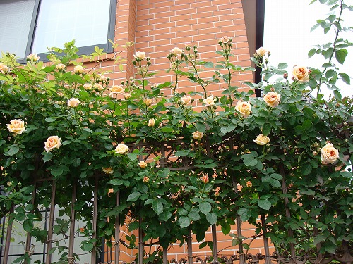 f0170524_1861489.jpg