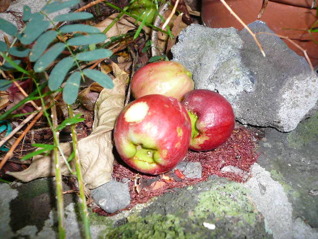 f0178525_1444331.jpg