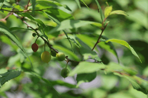 c0093046_1222043.gif