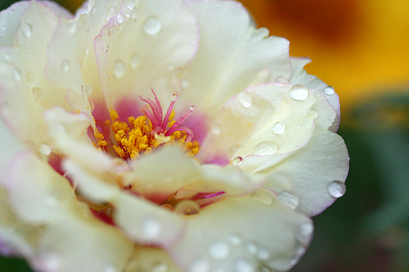 梅雨時の癒しの花々_e0140650_11422233.jpg