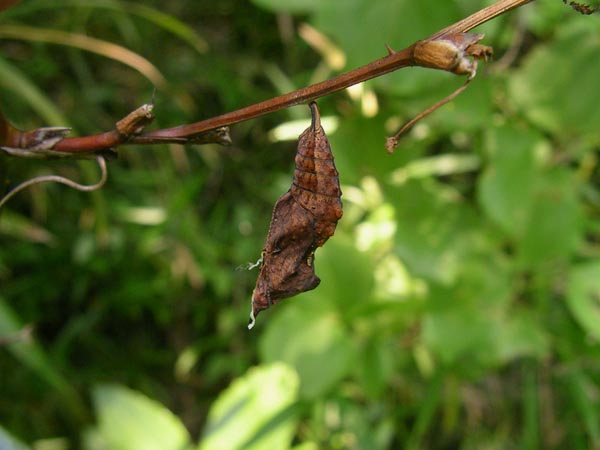 c0045352_17105557.jpg