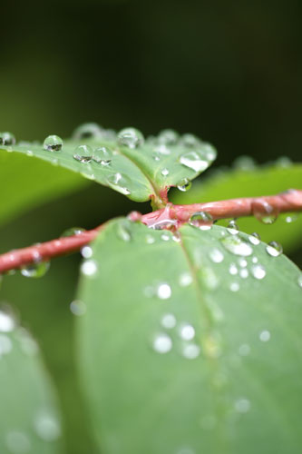 雨の日は_d0081357_2140077.jpg