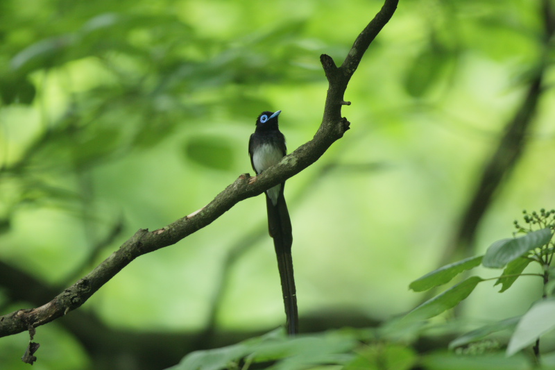 雨上がりのサンコウチョウ_f0135157_2002084.jpg