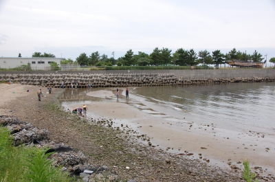 「大阪湾生き物一斉調査」 in せんなん里海公園_c0108460_22205134.jpg