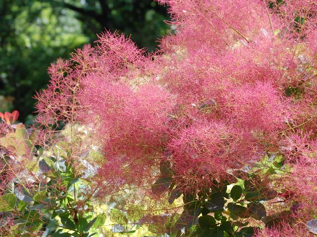 スモークツリー リトルルビー 新 四季の花 スモークツリー リトルルビー 新 四季の花