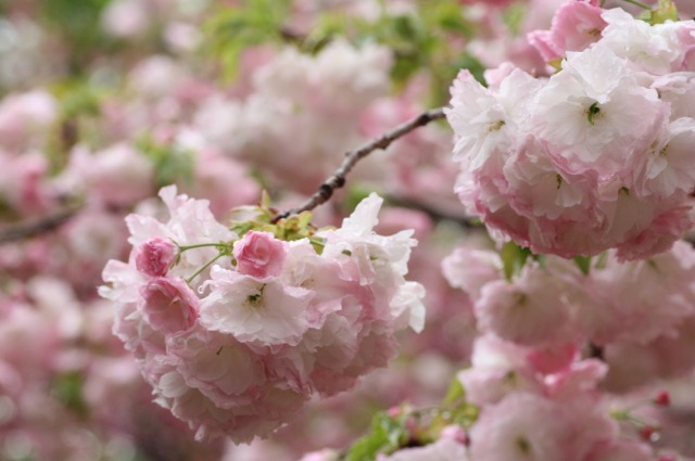 桜　大阪・造幣局　－松月その１－_d0141365_1855953.jpg