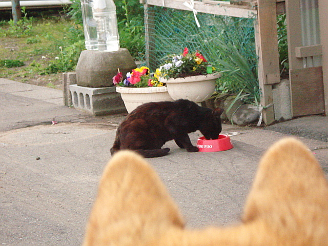 野良猫を激写するうさぎ_f0132565_1095885.jpg