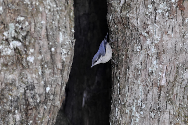 ゴジュウカラ_f0053272_10502817.jpg