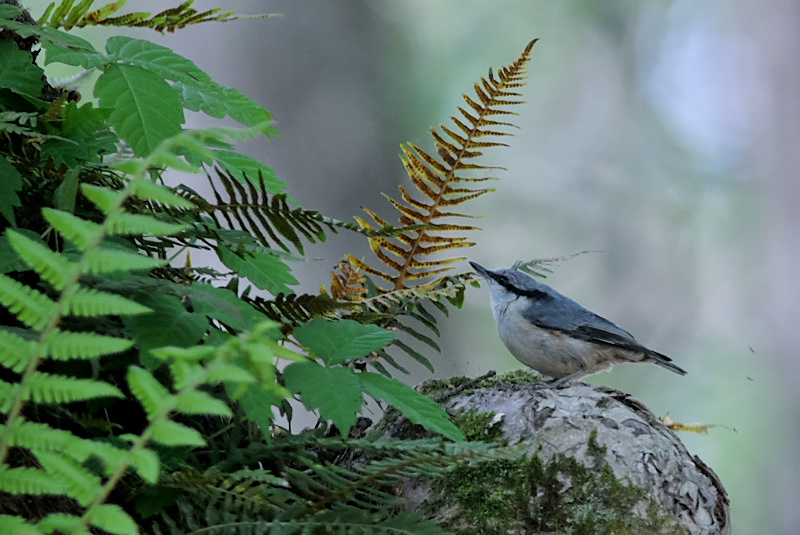 ゴジュウカラ_f0053272_9511068.jpg