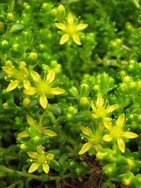 コゴメマンネングサ(小米万年草)_c0085874_1653528.jpg