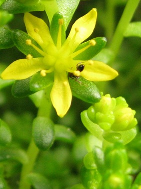 コゴメマンネングサ(小米万年草)_c0085874_1654663.jpg