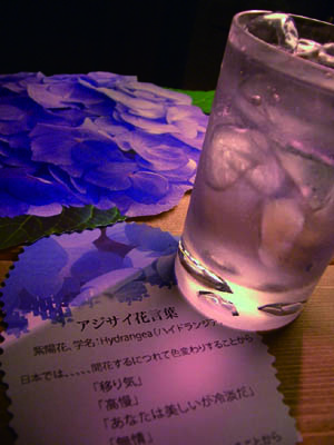 アクセルの紫陽花週間♪_f0053279_1372252.jpg