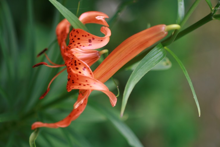 百合根の花 寧楽悠々自然流