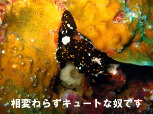 大人とヤングレディースのラチャヤイ島_f0144385_157937.jpg