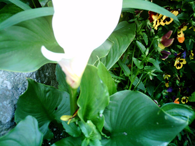 a0076594_552612.jpg