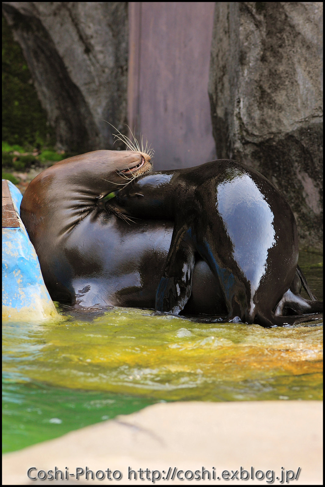 上野動物園でいっぱい撮りました・その10（白熊など）_a0110096_13115924.jpg