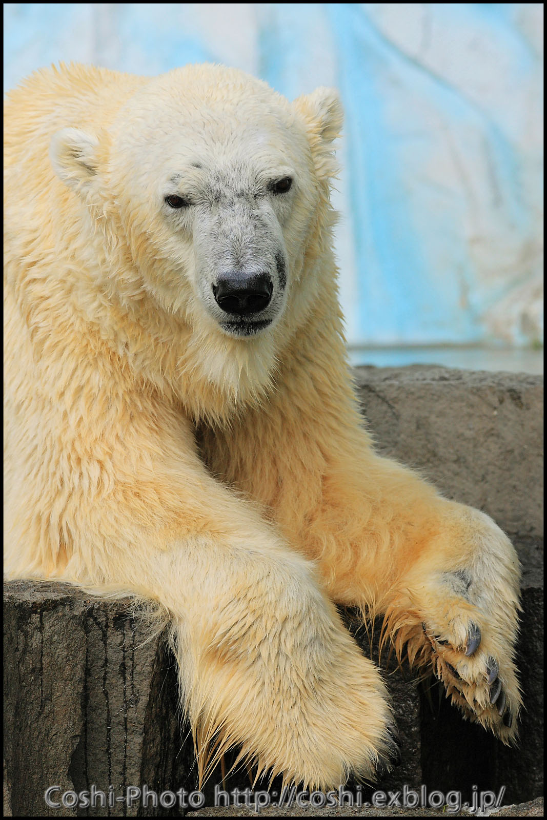 上野動物園でいっぱい撮りました・その10（白熊など）_a0110096_13121435.jpg