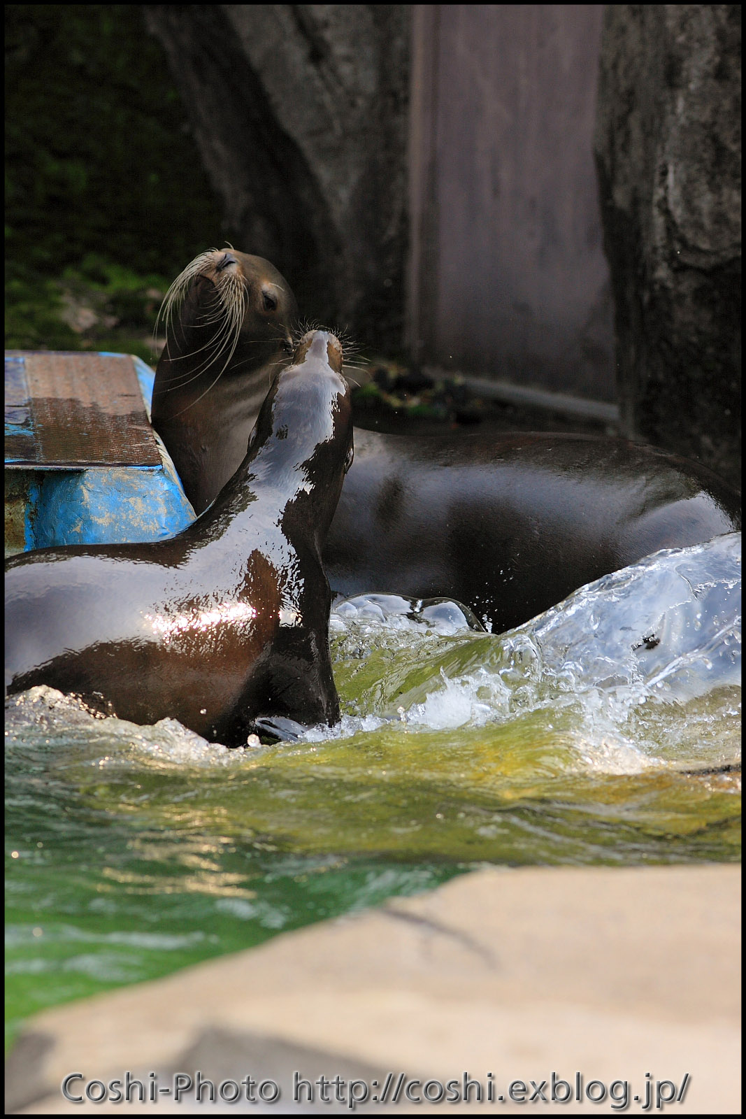 上野動物園でいっぱい撮りました・その10（白熊など）_a0110096_13134133.jpg