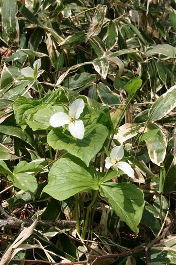 北の大地 釧路湿原に咲く花 lupinus garden Botaniの庭より 北の大地 釧路湿原に咲く花 lupinus garden Botaniの庭より