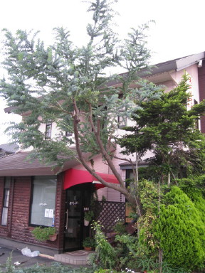 ミモザが満開!_b0054602_12637.jpg