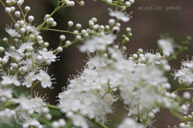 樹木公園の花々　　そして想う事・・・_b0109602_21522067.jpg